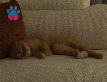 Scottish Fold D23 Dişi Kedimizi Çiftleştirmek İstiyoruz