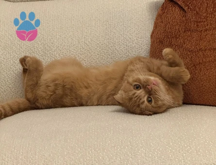Scottish Fold D23 Dişi Kedimizi Çiftleştirmek İstiyoruz