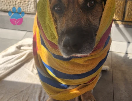 Rus Finosu Kırması 7 Yaşında Eş Arıyor