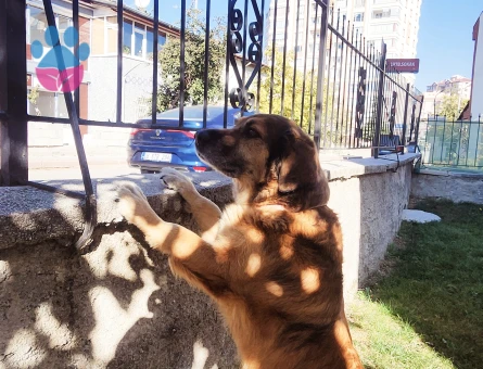 Rus Finosu Kırması 7 Yaşında Eş Arıyor