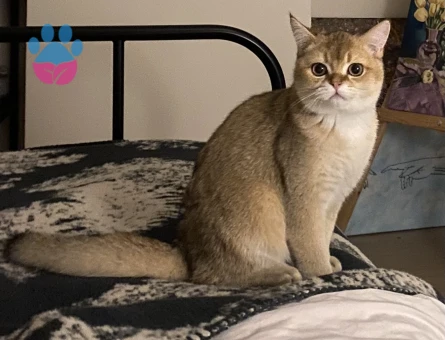 British shorthair safkan golden dişi eş arıyorum
