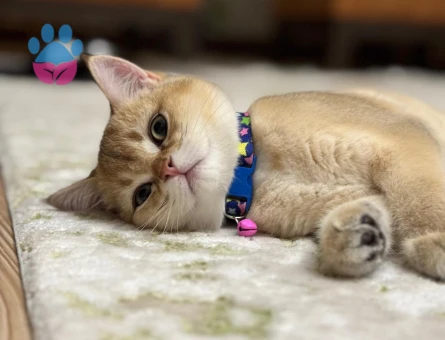 British shorthair safkan golden dişi eş arıyorum