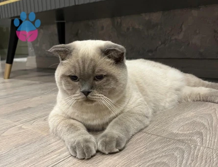 Scottish Fold Kedim 10 Aylık Eş Arıyor
