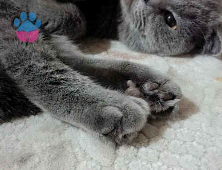 Scottish Fold 1 Yaşında Dişi Kedim Eş Arıyor