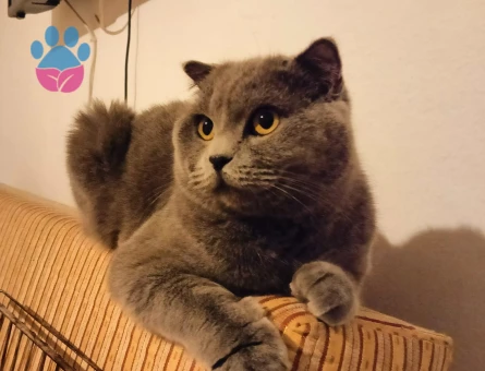 Scottish Fold 1 Yaşında Dişi Kedim Eş Arıyor