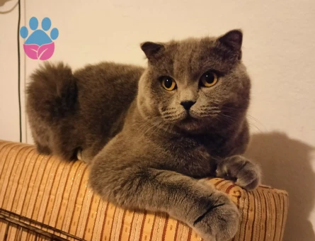 Scottish Fold 1 Yaşında Dişi Kedim Eş Arıyor