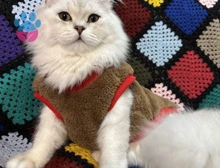 9 aylık erkek british longhair