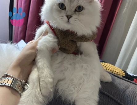 9 aylık erkek british longhair