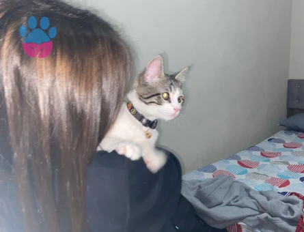 Tekir Kedime eş arıyorum