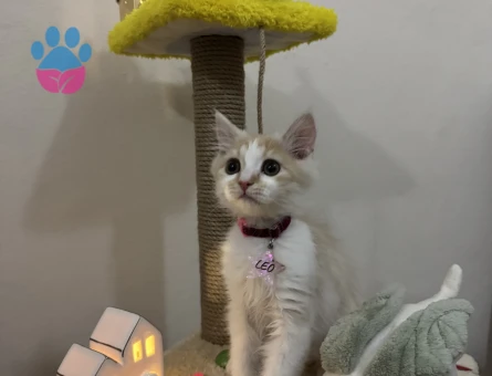 British Longhair Kırma Erkek 1 Yaşında Eş Arıyor