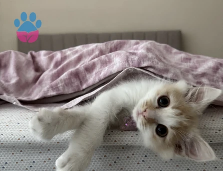 British Longhair Kırma Erkek 1 Yaşında Eş Arıyor