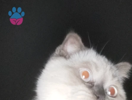 Scottish Straight 1 Yaşında Kedime Dişi Arıyorum