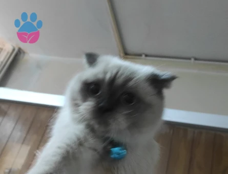 Scottish Straight 1 Yaşında Kedime Dişi Arıyorum