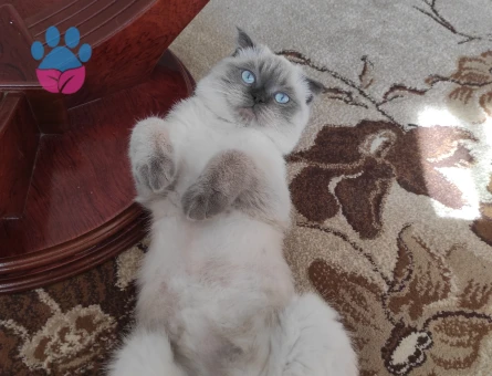 Scottish Straight 1 Yaşında Kedime Dişi Arıyorum