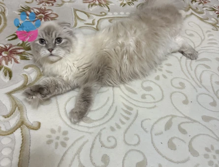 Duygusal mağsum kızıma eş arıyorum