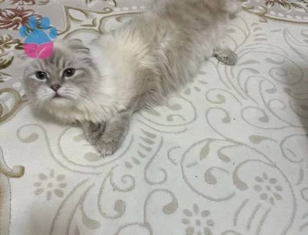 Duygusal mağsum kızıma eş arıyorum