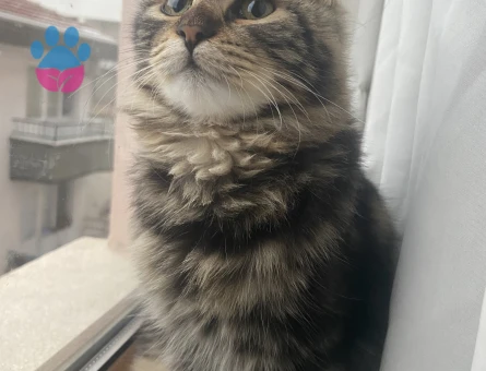 Uzun tüylü tekir kedime eş arıyorum