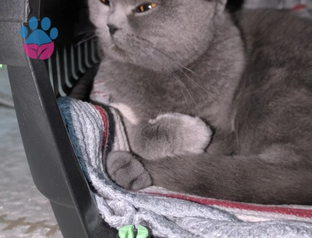 British Shorthair Kedim Kızgınlıkta