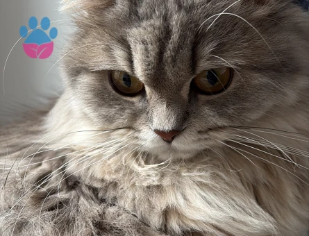 Guzeller guzeli kul kedisi kizima es ariyorum