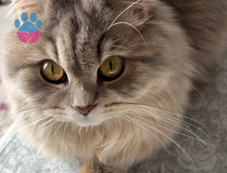 Guzeller guzeli kul kedisi kizima es ariyorum