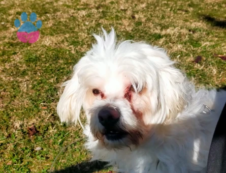 7 yaşında erkek maltese terrier Eş Arıyor