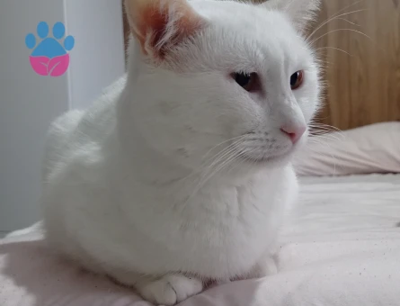 British Shorthair kedime eş arıyorum