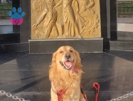 Golden Retriever 4 Yaşında Eş Arıyor