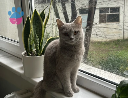 Kızımıza hayırlı bir eş arıyoruz