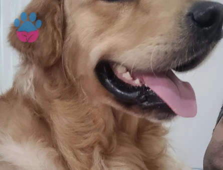 Golden Retriever 4 Yaşında Eş Arıyor