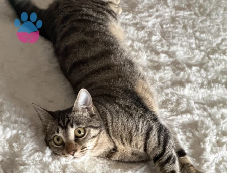 Tekir Kedime Eş Arıyoruz