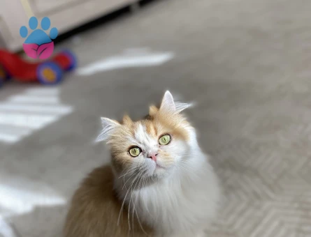 Safkan kızıma eş arıyorum