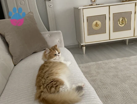 Safkan kızıma eş arıyorum