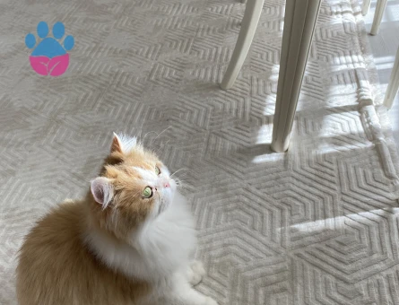 Safkan kızıma eş arıyorum