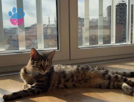 Tekir Kedime Eş Arıyoruz