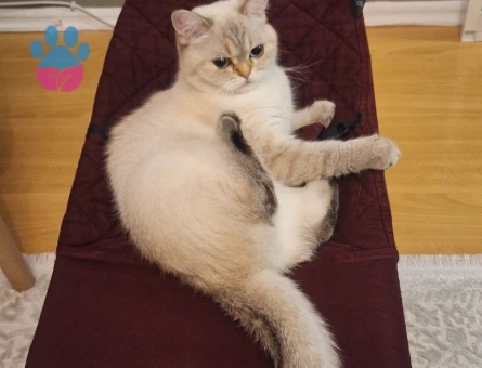 British Shorthair Kızımıza eş ariyoruz