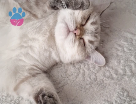 British Shorthair Kızımıza eş ariyoruz