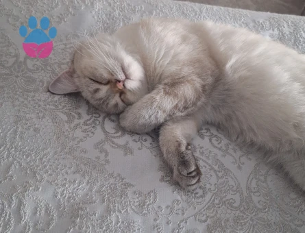 British Shorthair Kızımıza eş ariyoruz