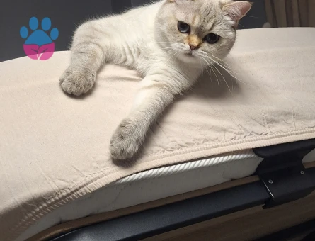 British Shorthair Kızımıza eş ariyoruz