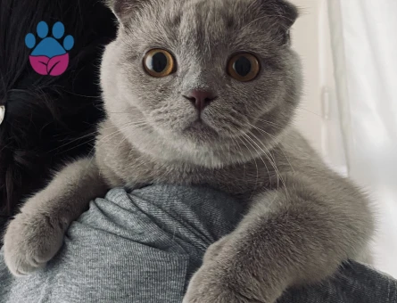 Scottish Fold Dişi Kızgınlıkta