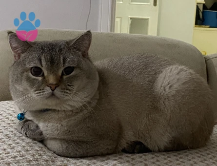 erkek kedime eş bulmak istiyorum