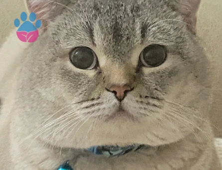 erkek kedime eş bulmak istiyorum