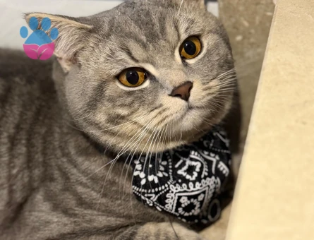 yakışıklı oğluma eş arıyoruz