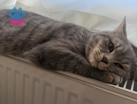 yakışıklı oğluma eş arıyoruz