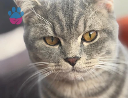 yakışıklı oğluma eş arıyoruz