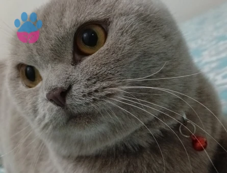 Scottish Fold Tatlı kızıma eş arıyorum