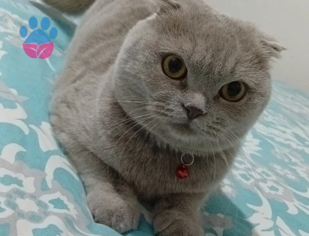 Scottish Fold Tatlı kızıma eş arıyorum