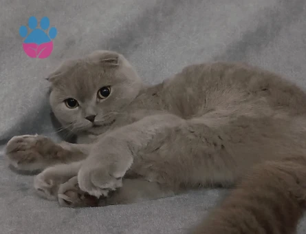Scottish Fold Tatlı kızıma eş arıyorum