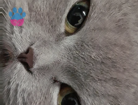 Scottish Fold Tatlı kızıma eş arıyorum