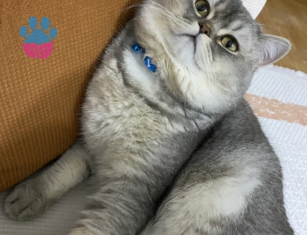 British Shorthair 1 Yaşında Eş Arıyor