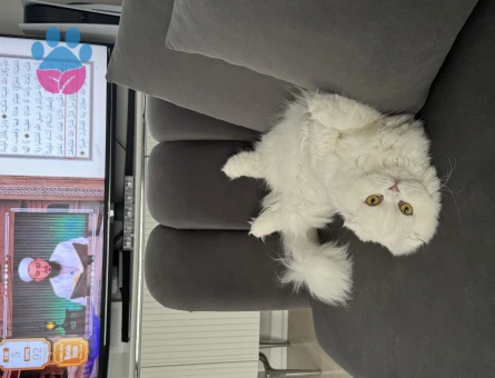 Scottish 1 Yaşında Kedim Eş Arıyor